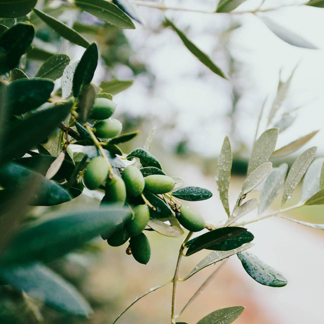 SAVON LIQUIDE DE MARSEILLE OLIVE - Fabriqué en France